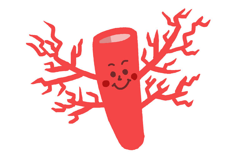 毛細血管